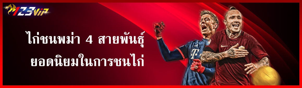 ไก่ชนพม่า 4 สายพันธุ์ ยอดนิยมในการชนไก่